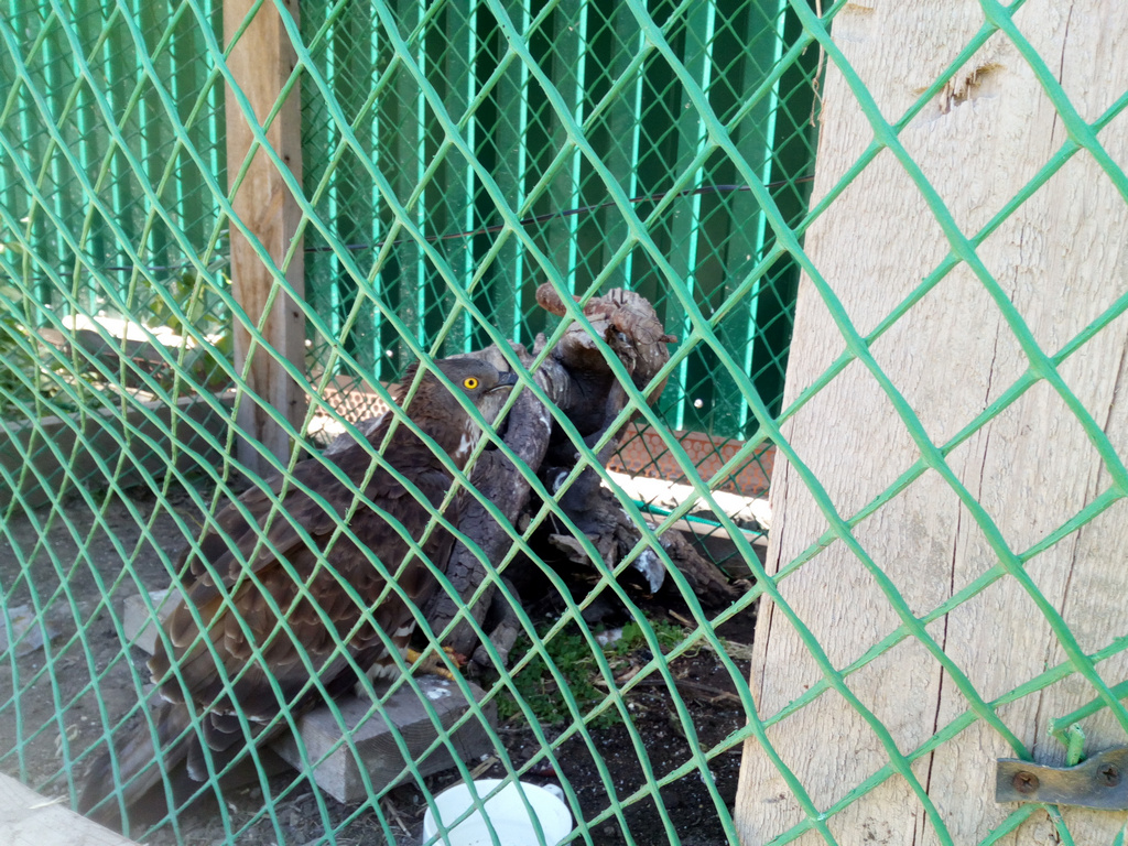 Однокрылый сокол поселился дома у ветеринара