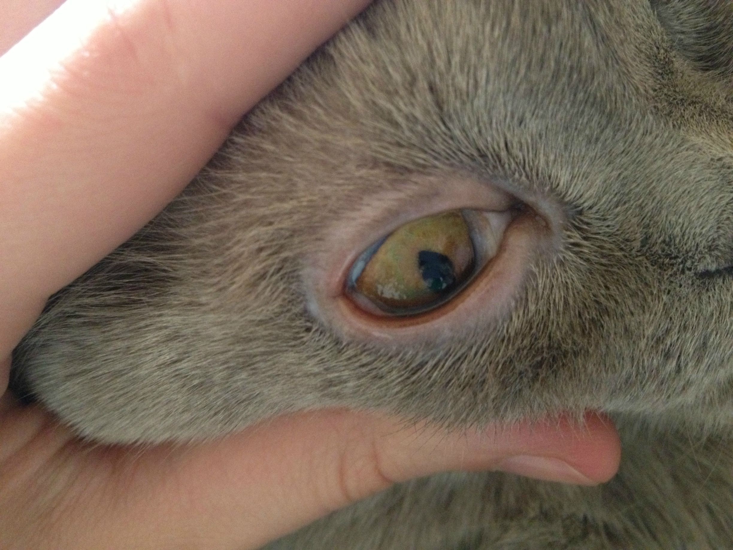 кошка жмурит один глаз