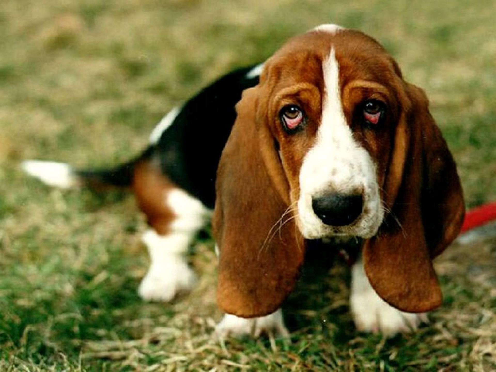 Почему у собаки краснеют глаза