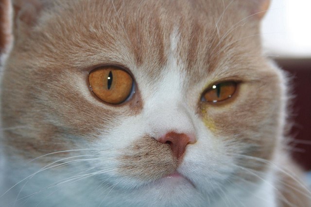 Все о болезнях глаз у кошек