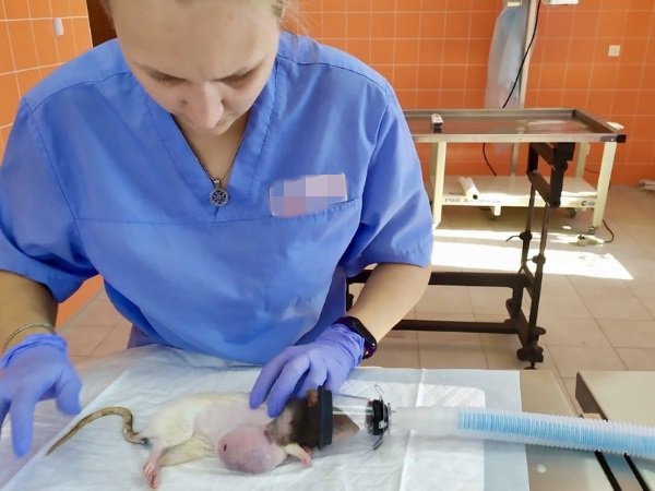 В Ростове врачи удалили огромную злокачественную опухоль у домашней крысы - Фото 01