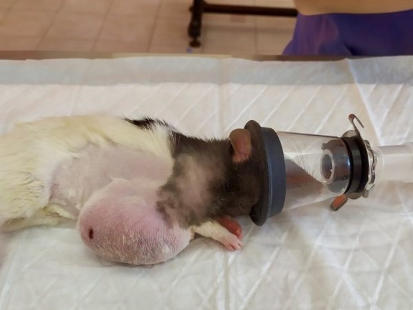 В Ростове врачи удалили огромную злокачественную опухоль у домашней крысы - Фото 02