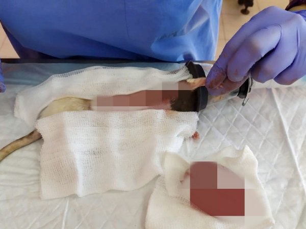 В Ростове врачи удалили огромную злокачественную опухоль у домашней крысы - Фото 03